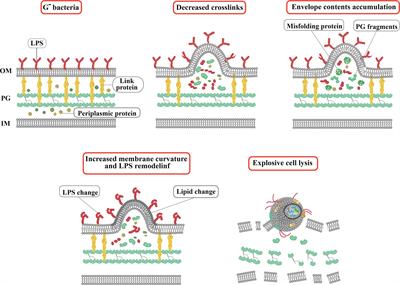 Gram-negative bacterial sRNAs encapsulated in OMVs: an emerging class of therapeutic targets in diseases